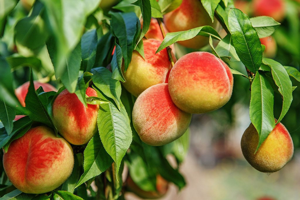 Campaña fruta de hueso 2021